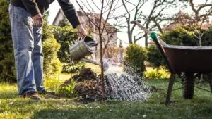 A person watering a tree in a garden with a watering can.