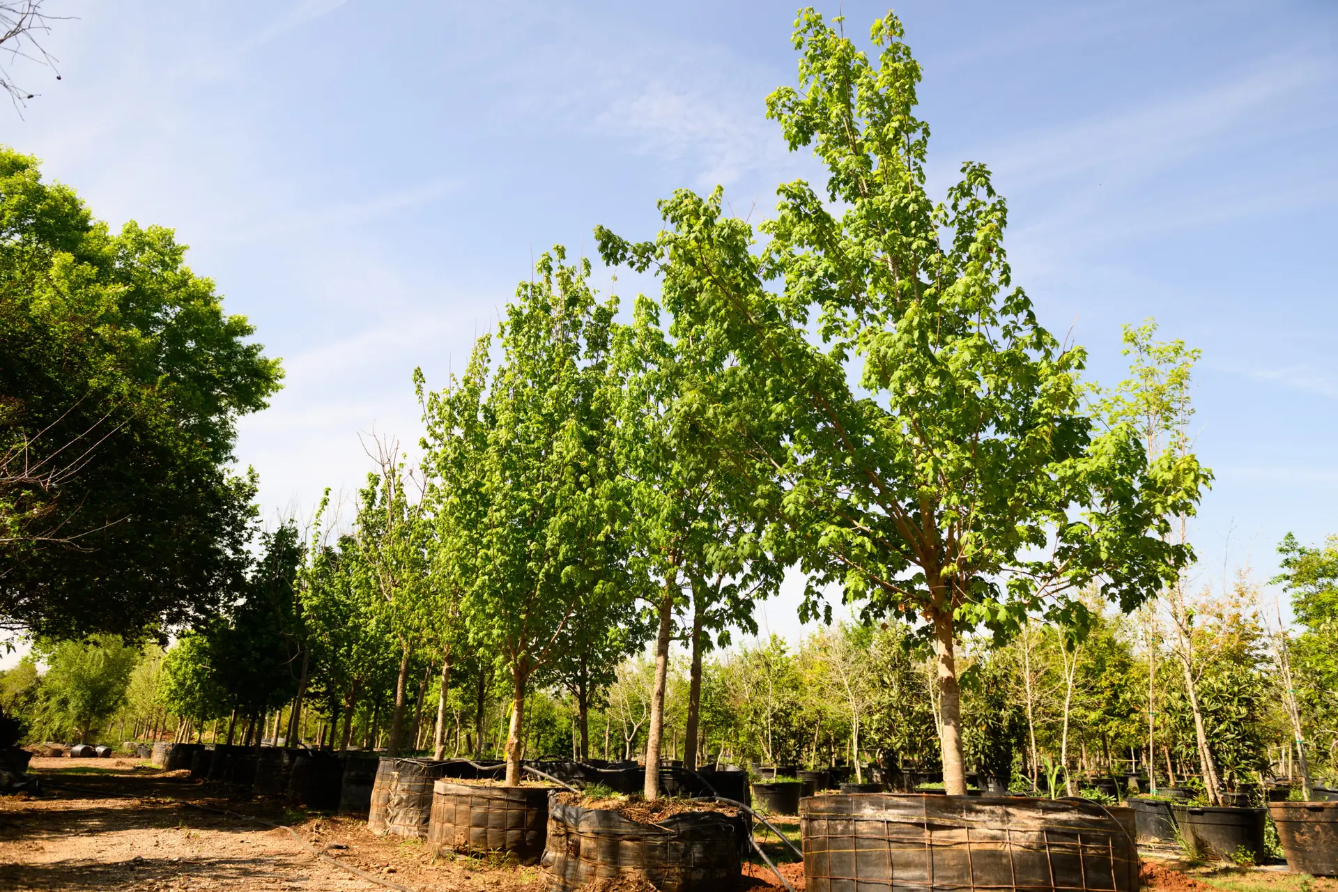 Rows of trees growing at the Alfaro Trees nursery