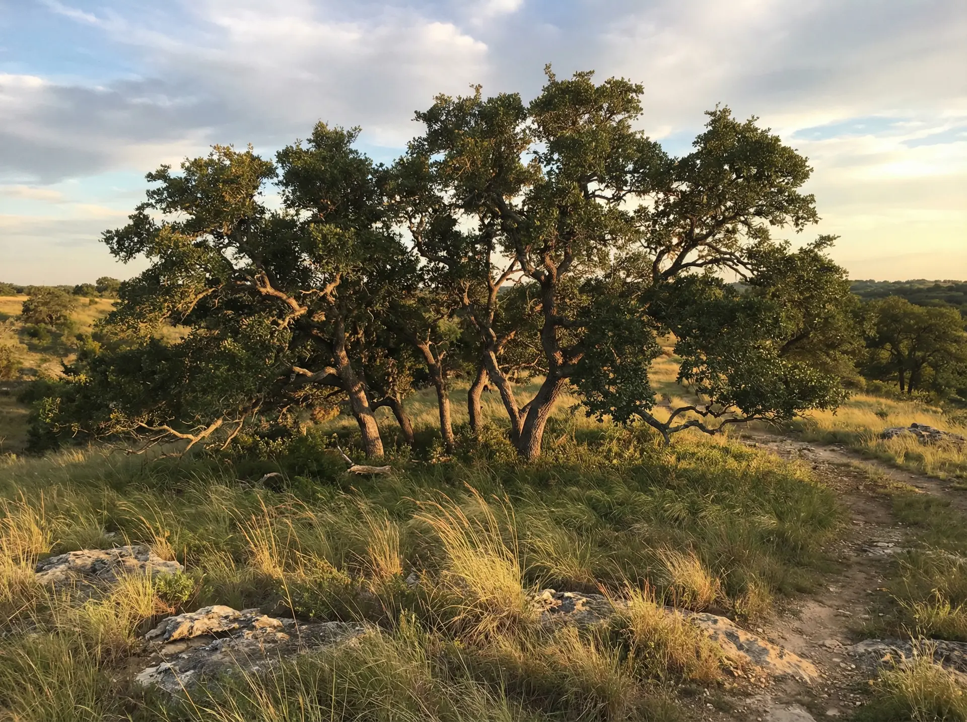 Monterrey Oak grove in the South Texas hill country