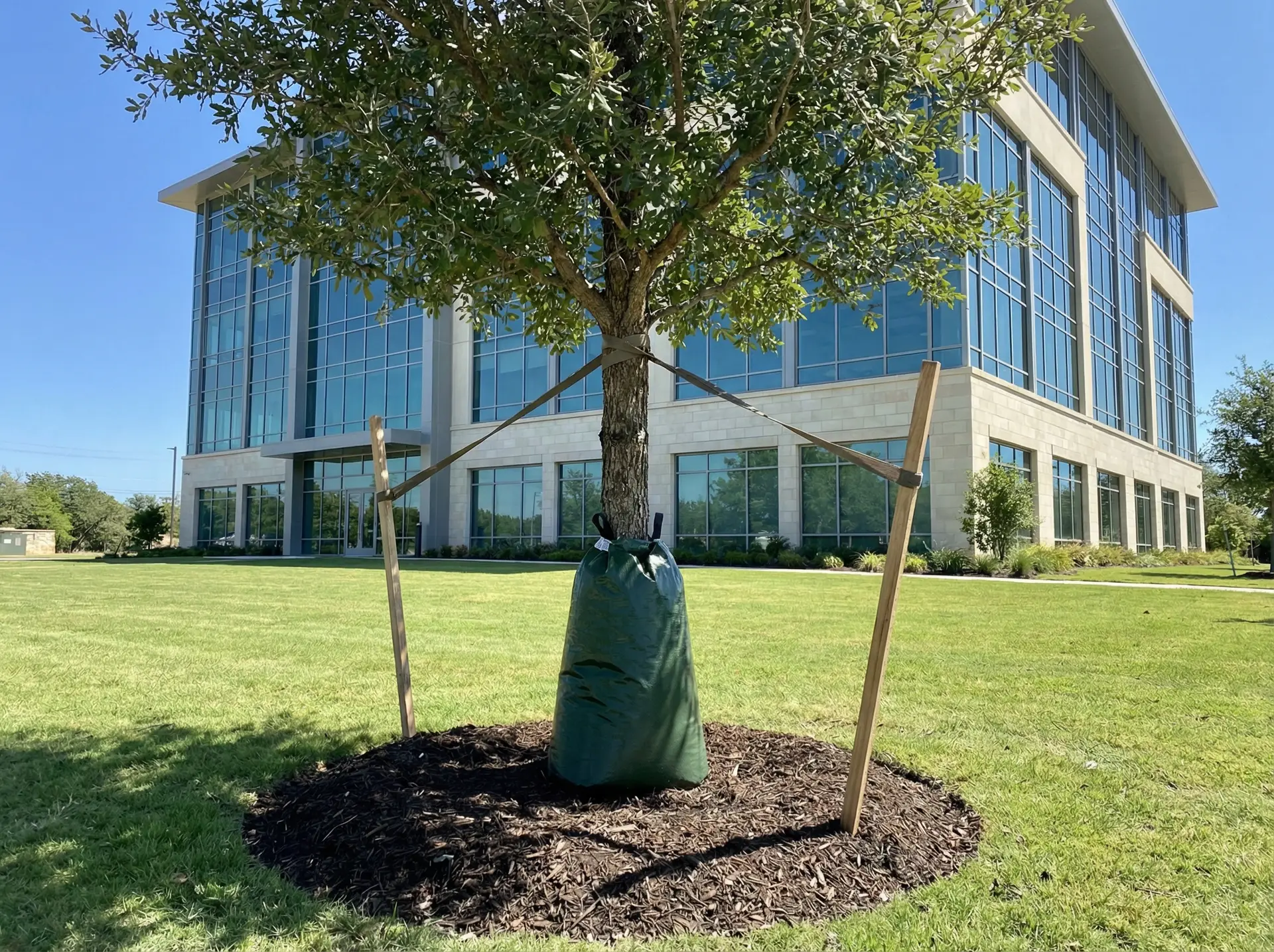 Freshly planted Monterrey Oak with support staking at a commercial property
