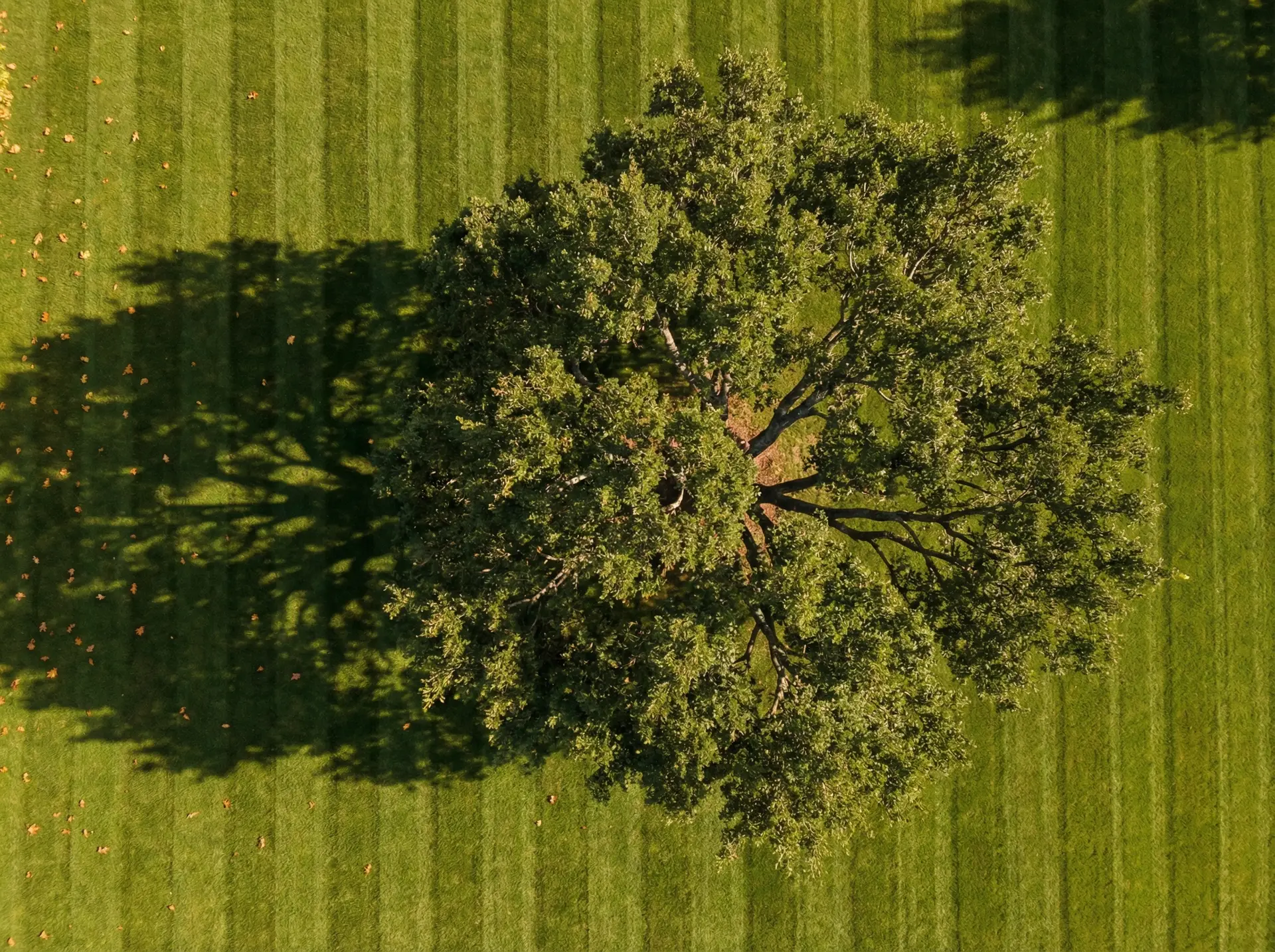 Monterrey Oak canopy viewed from below with blue sky