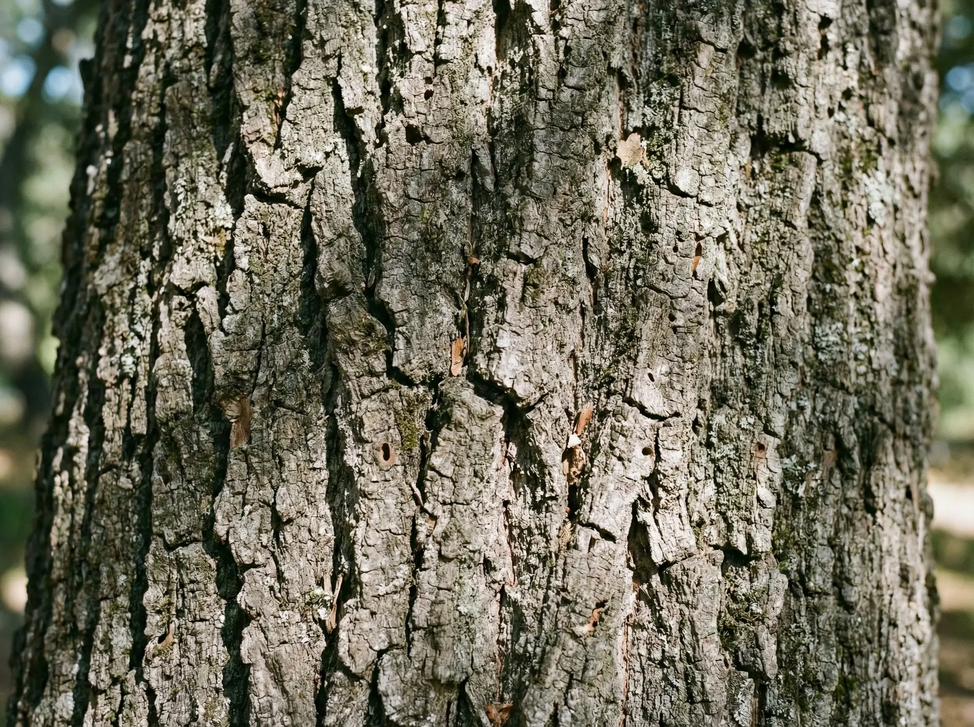 Monterrey Oak bark texture on a mature trunk