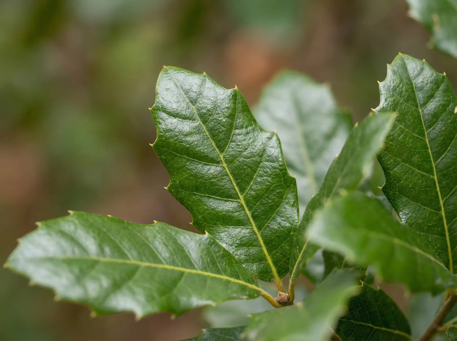 Monterrey Oak semi-evergreen leaf close-up showing glossy green foliage
