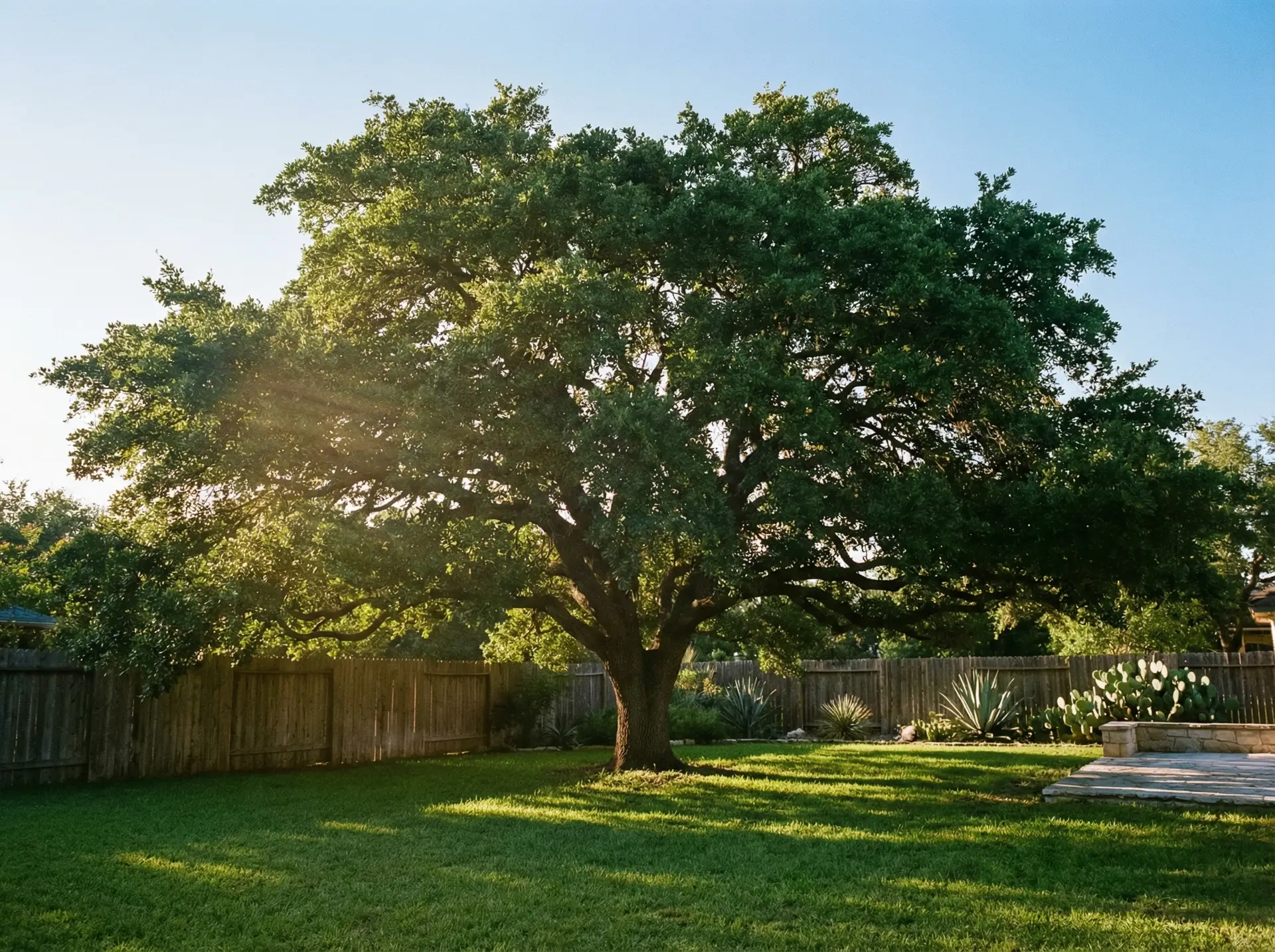 Mature Monterrey Oak providing broad canopy shade in a San Antonio backyard