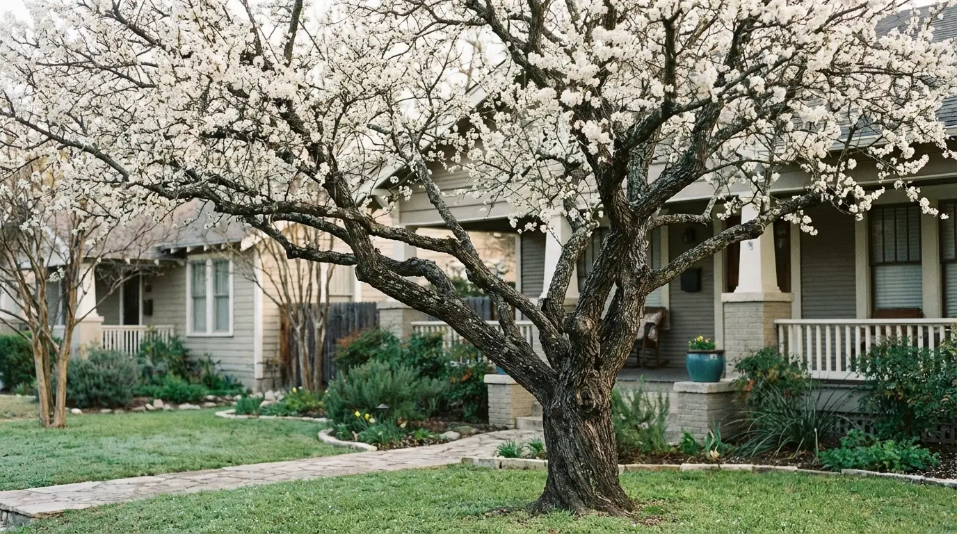 Mexican Plum tree in a San Antonio landscape