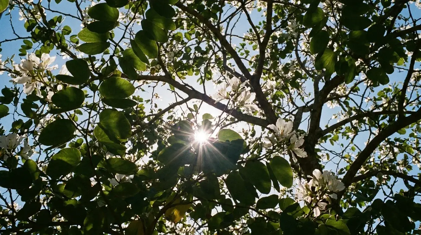 Anacacho Orchid Tree canopy from below