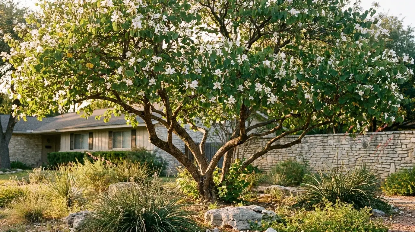 Mature Anacacho Orchid Tree in landscape