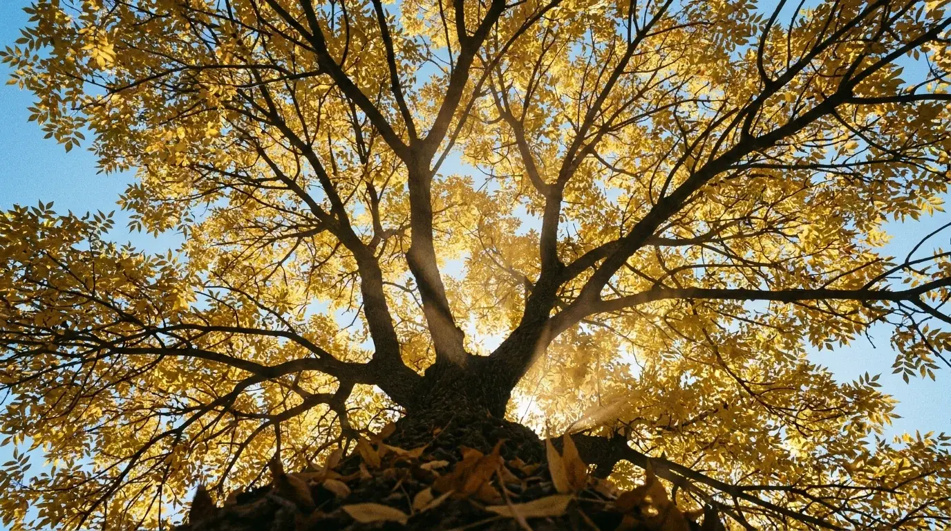 Arizona Ash canopy from below