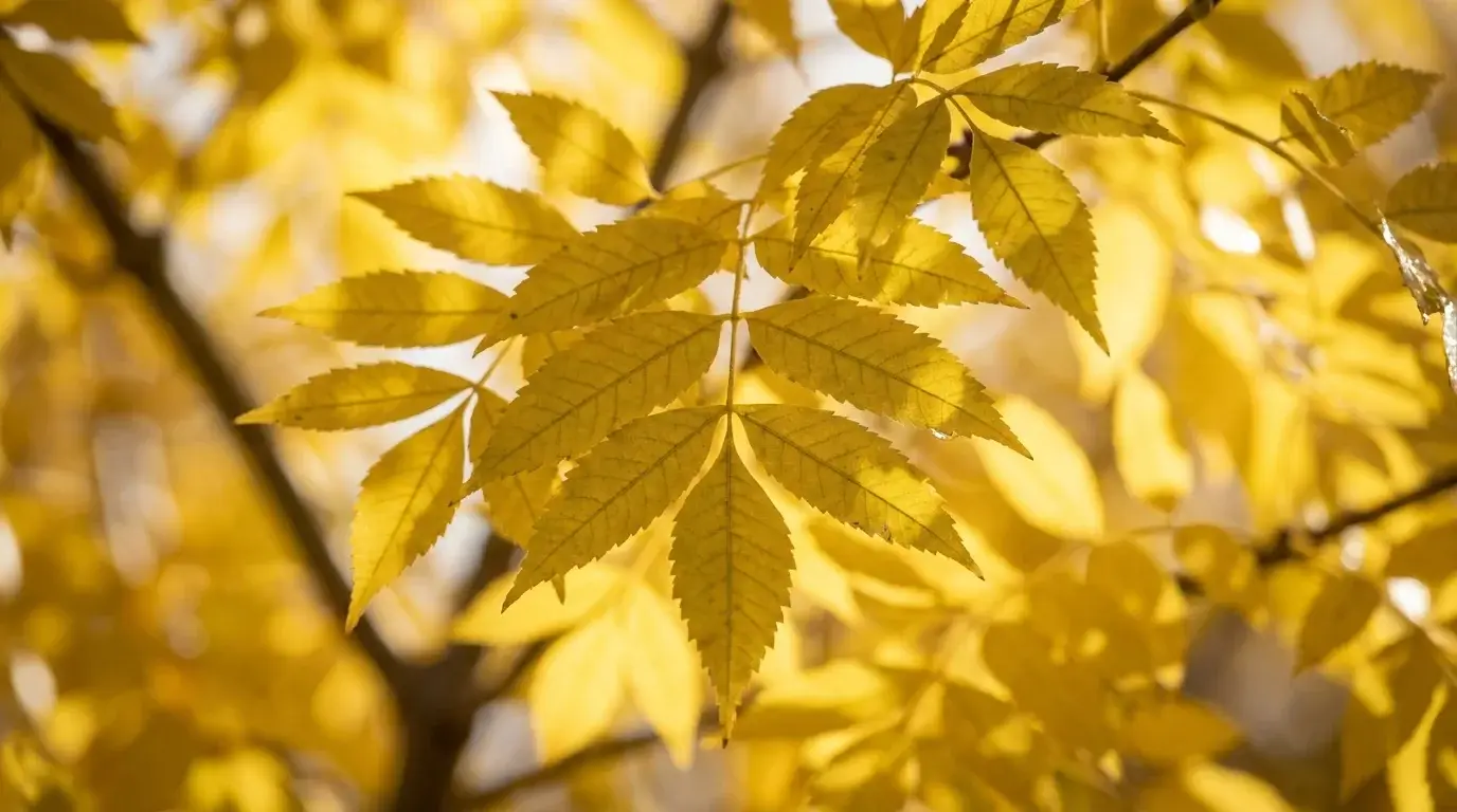 Arizona Ash foliage detail