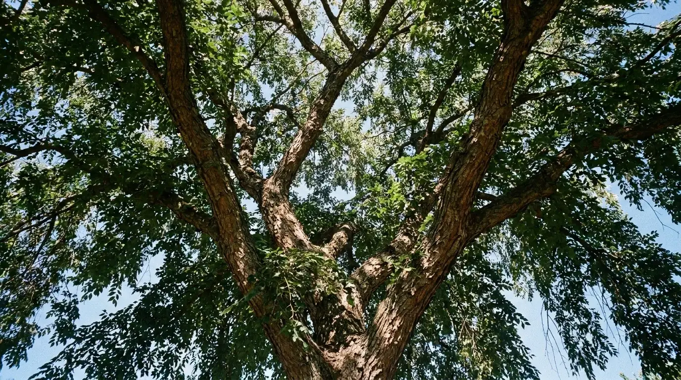 Cedar Elm canopy from below