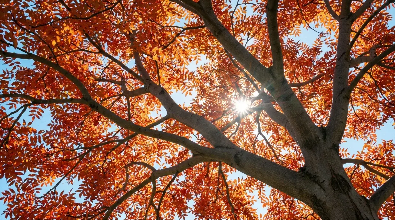 Chinese Pistachio canopy from below