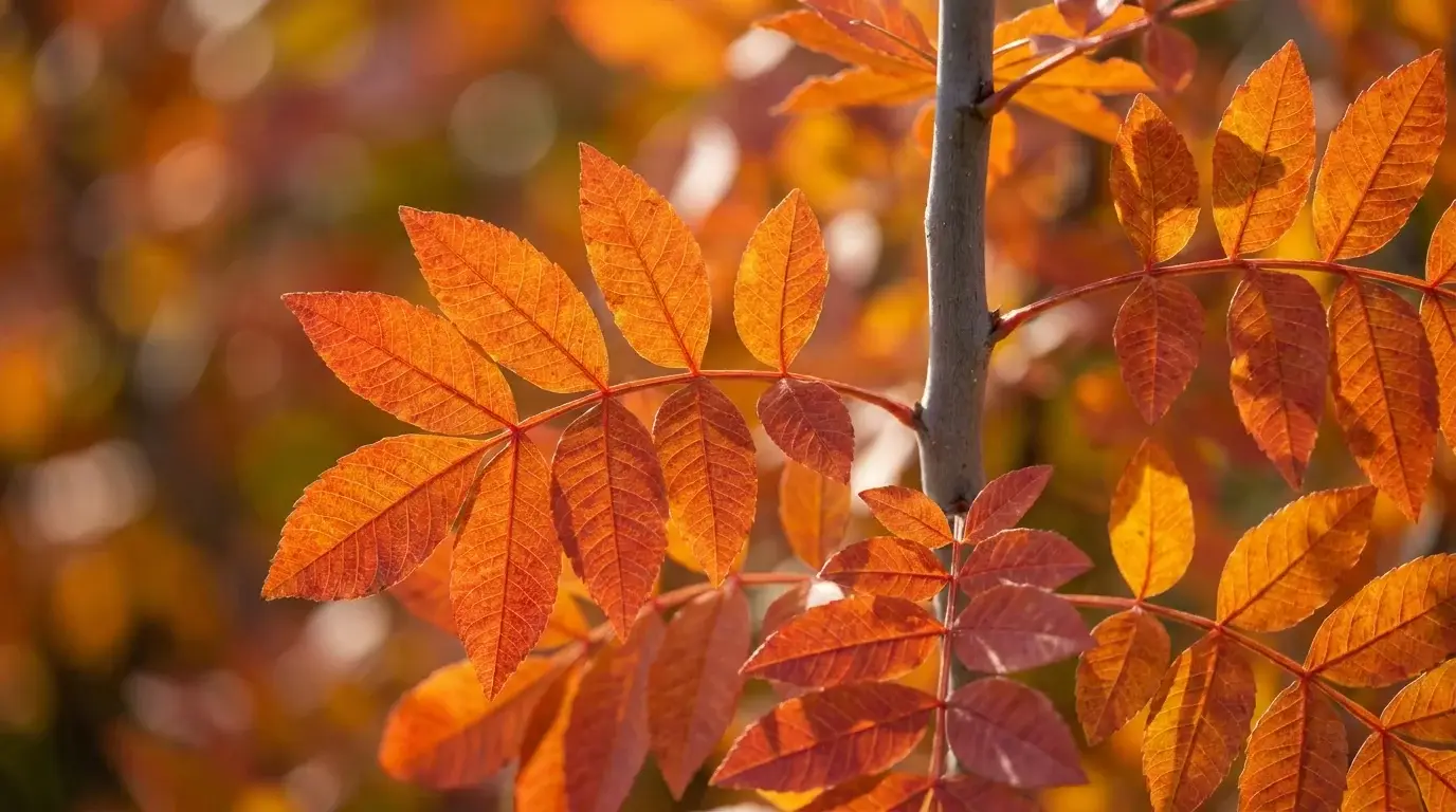 Chinese Pistachio foliage detail