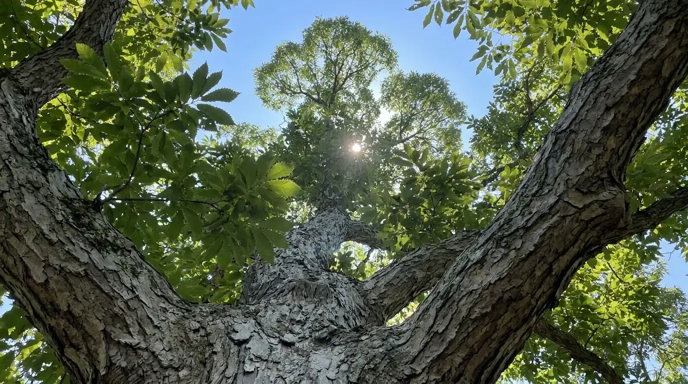 Chinquapin Oak canopy from below