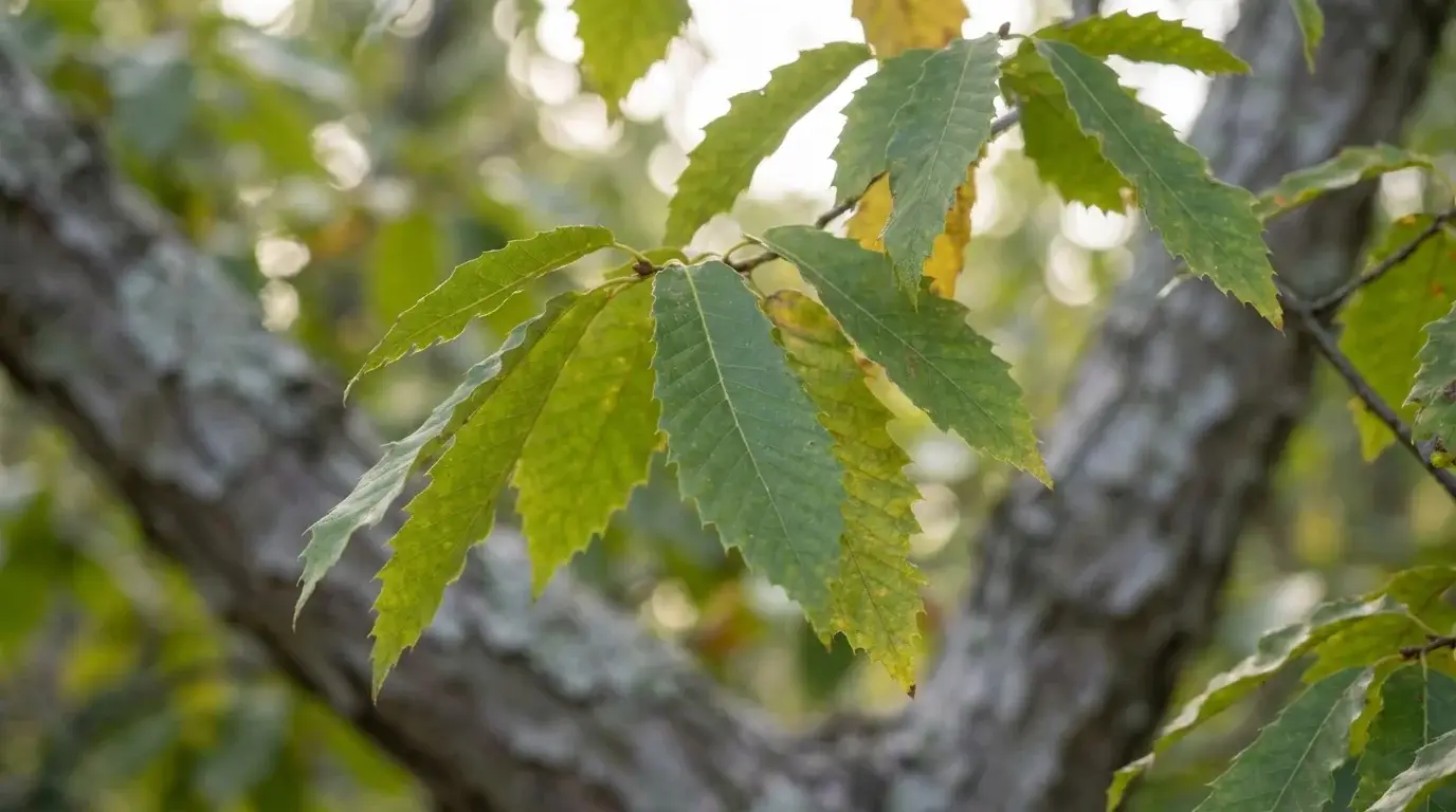 Chinquapin Oak foliage detail
