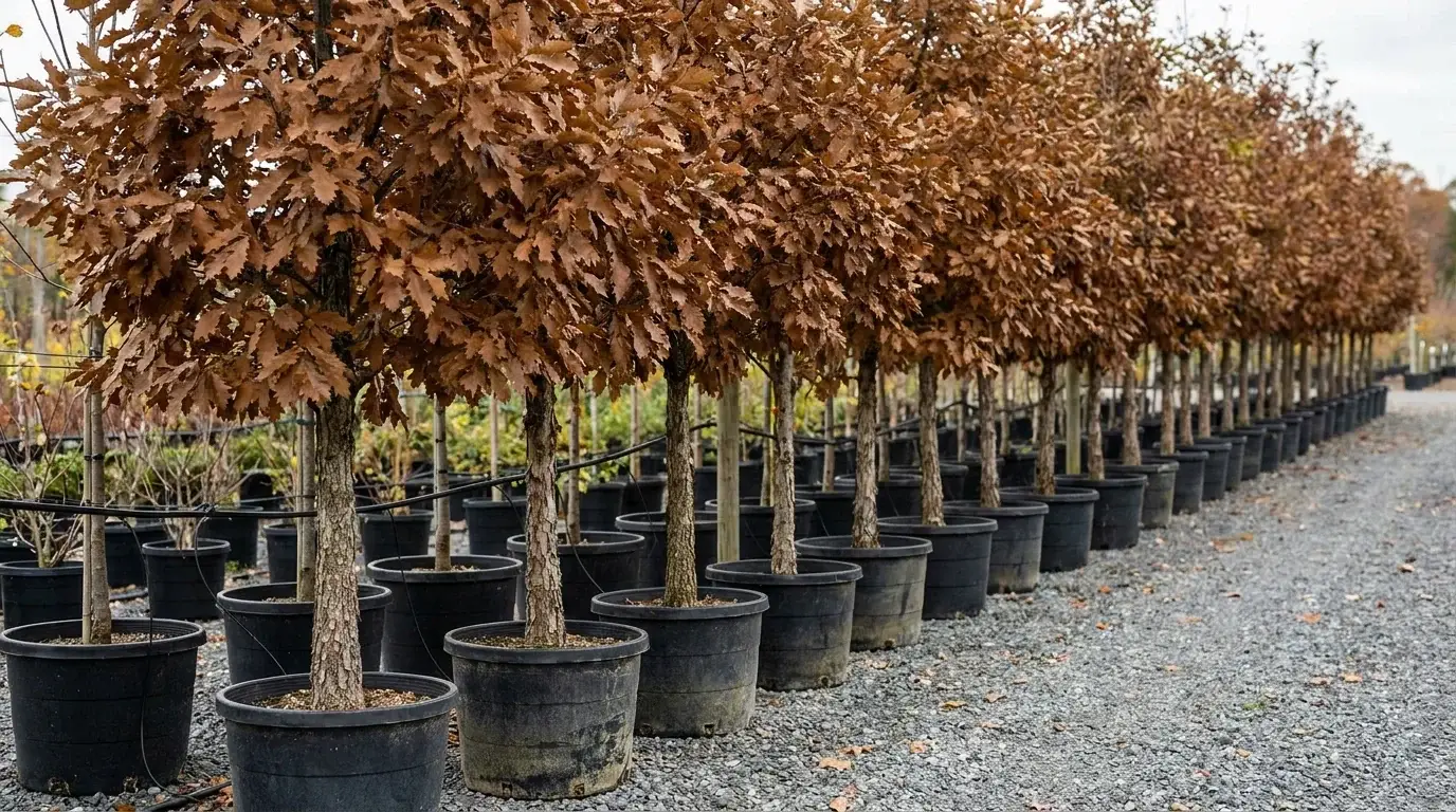 Chinquapin Oak growing at Alfaro Trees nursery