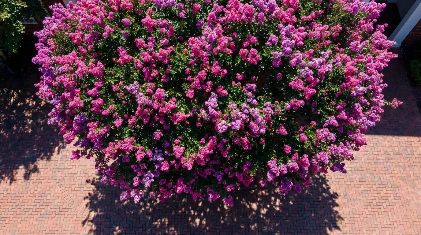 Crape Myrtle canopy from below