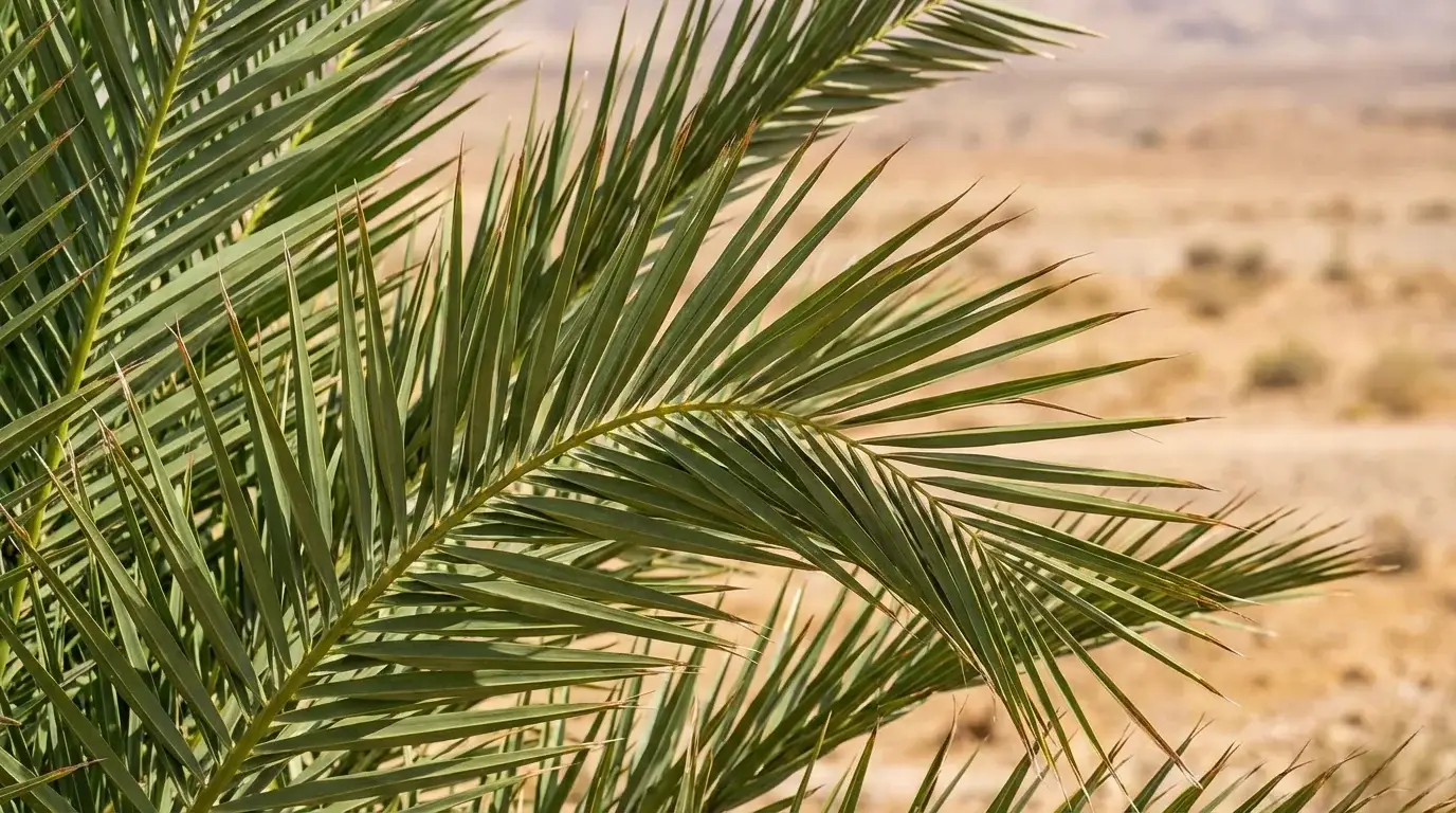 Date Palm foliage detail