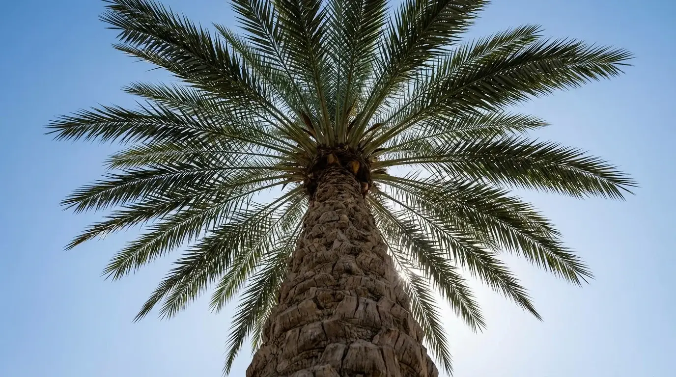 Date Palm growing at Alfaro Trees nursery