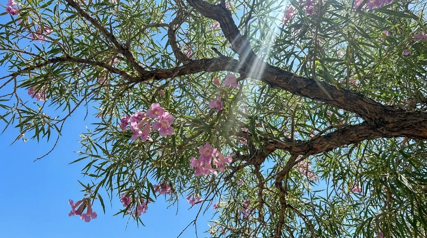 Desert Willow canopy from below