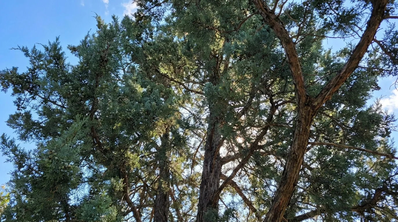 Eastern Red Cedar canopy from below