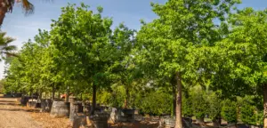Lush green trees planted in large containers under clear skies.