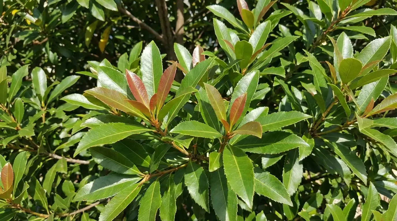 Japanese Blueberry foliage detail