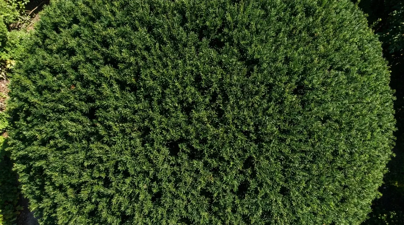 Japanese Yew growing at Alfaro Trees nursery