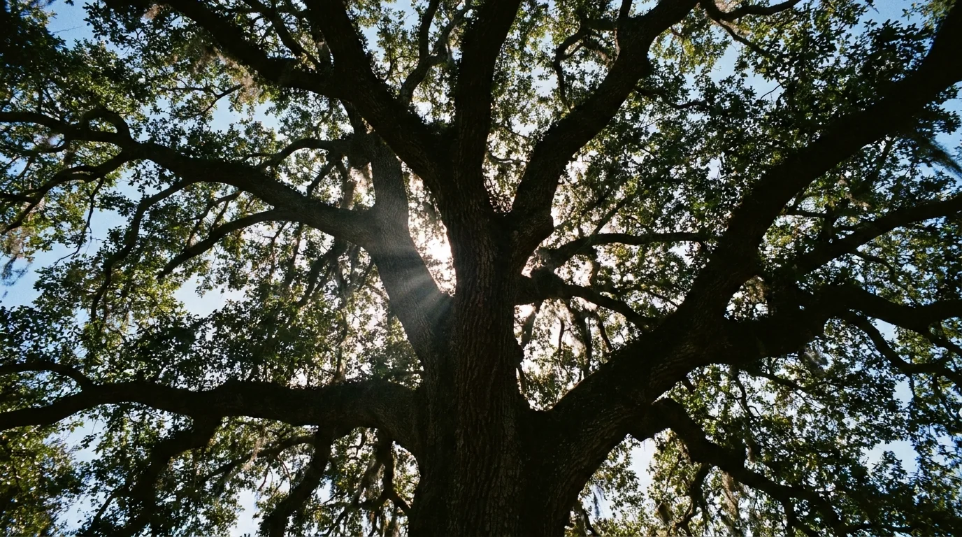 Live Oak canopy from below