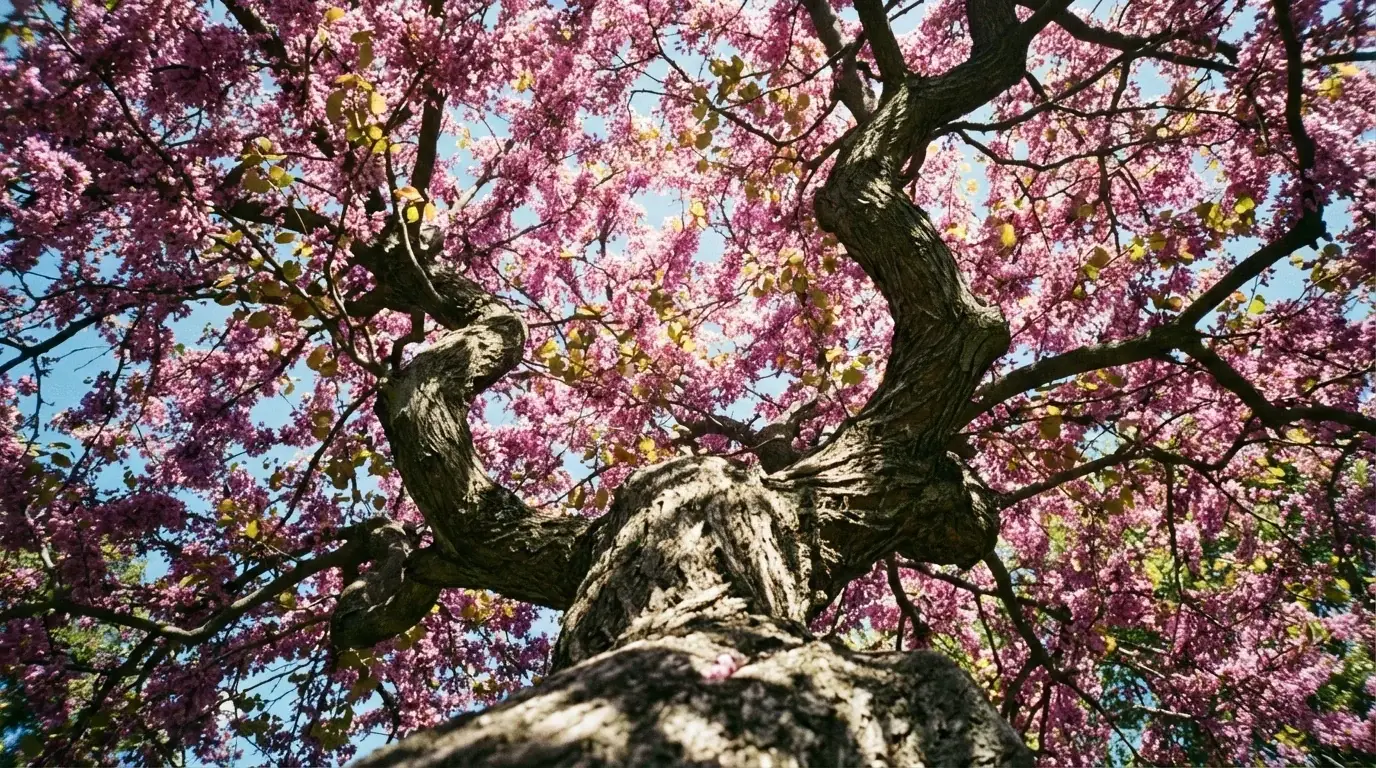 Texas Redbud canopy from below