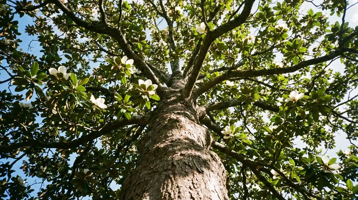 Drought Hardy Magnolia canopy from below