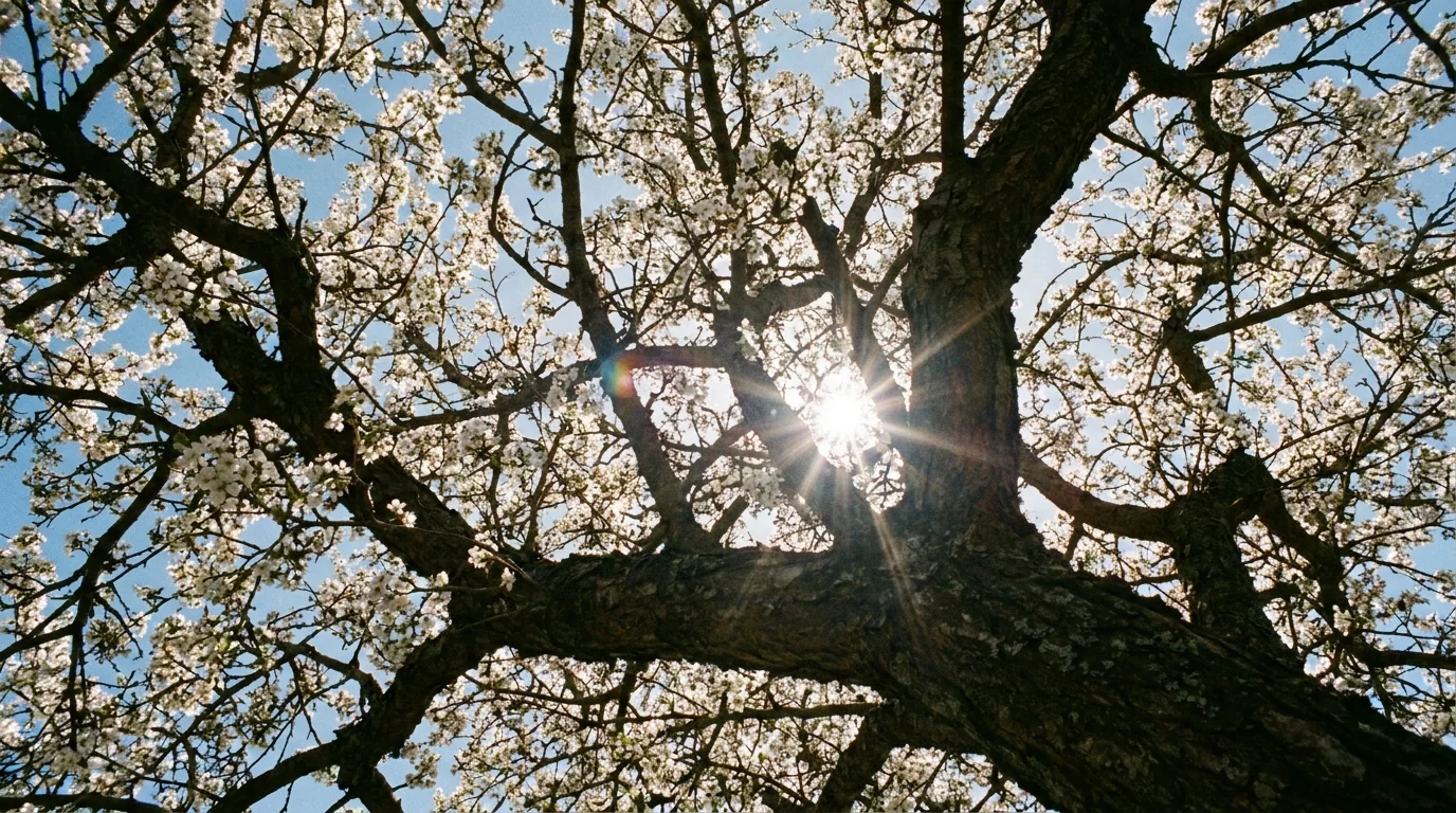 Mexican Plum canopy from below