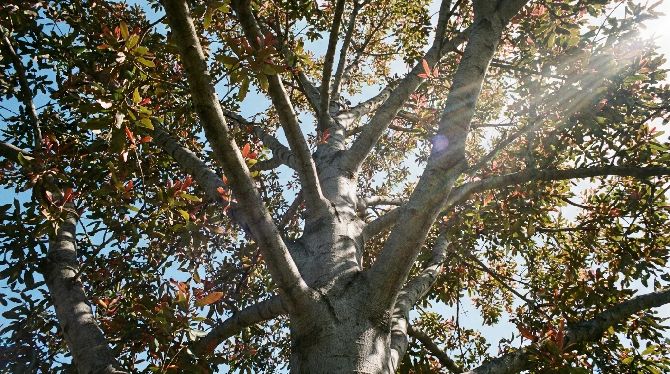 Mexican White Oak canopy from below