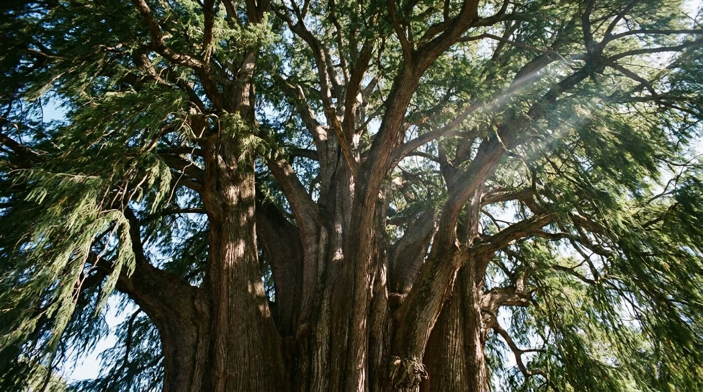Montezuma Cypress canopy from below