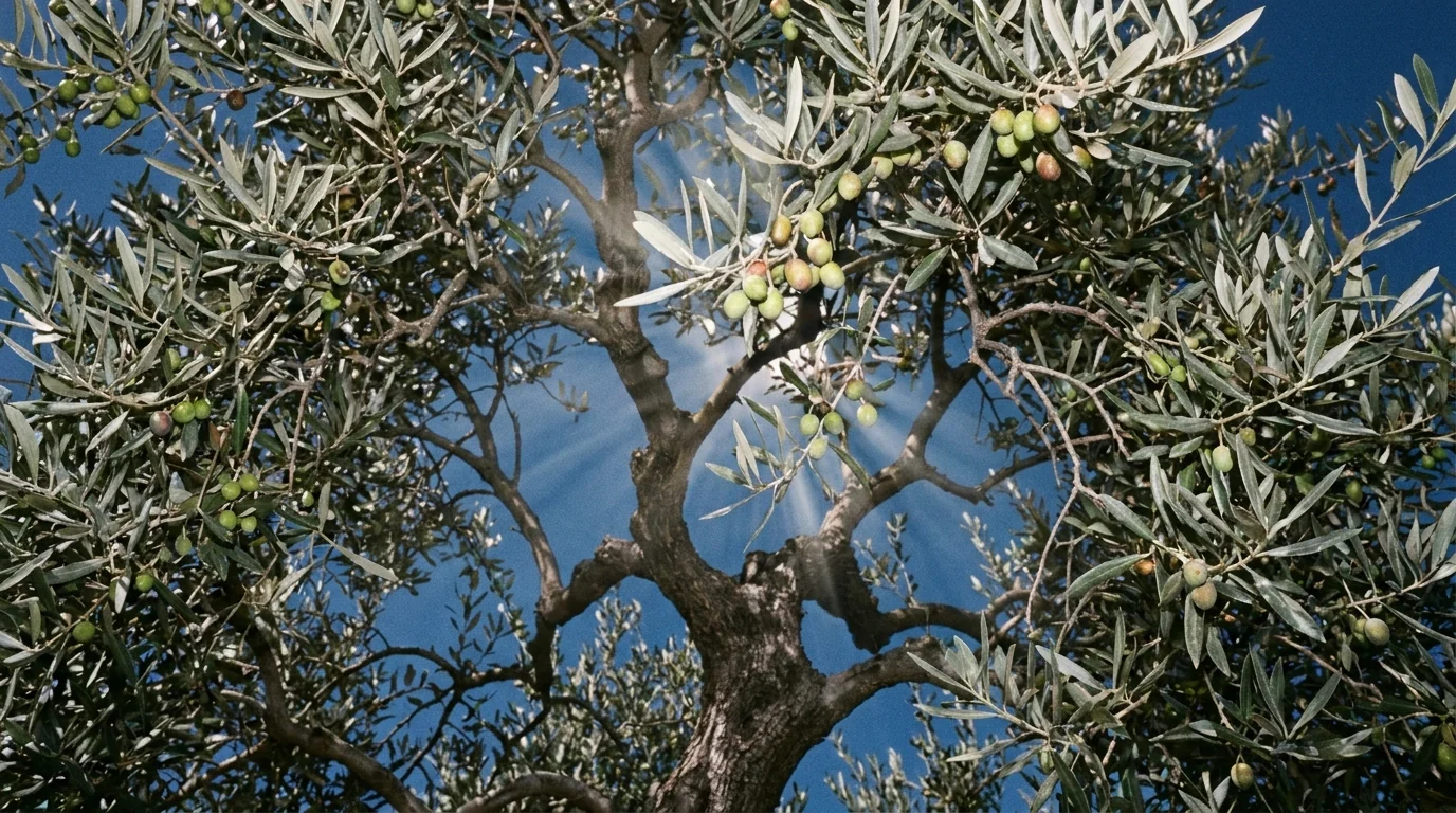 Olive Arbequina canopy from below