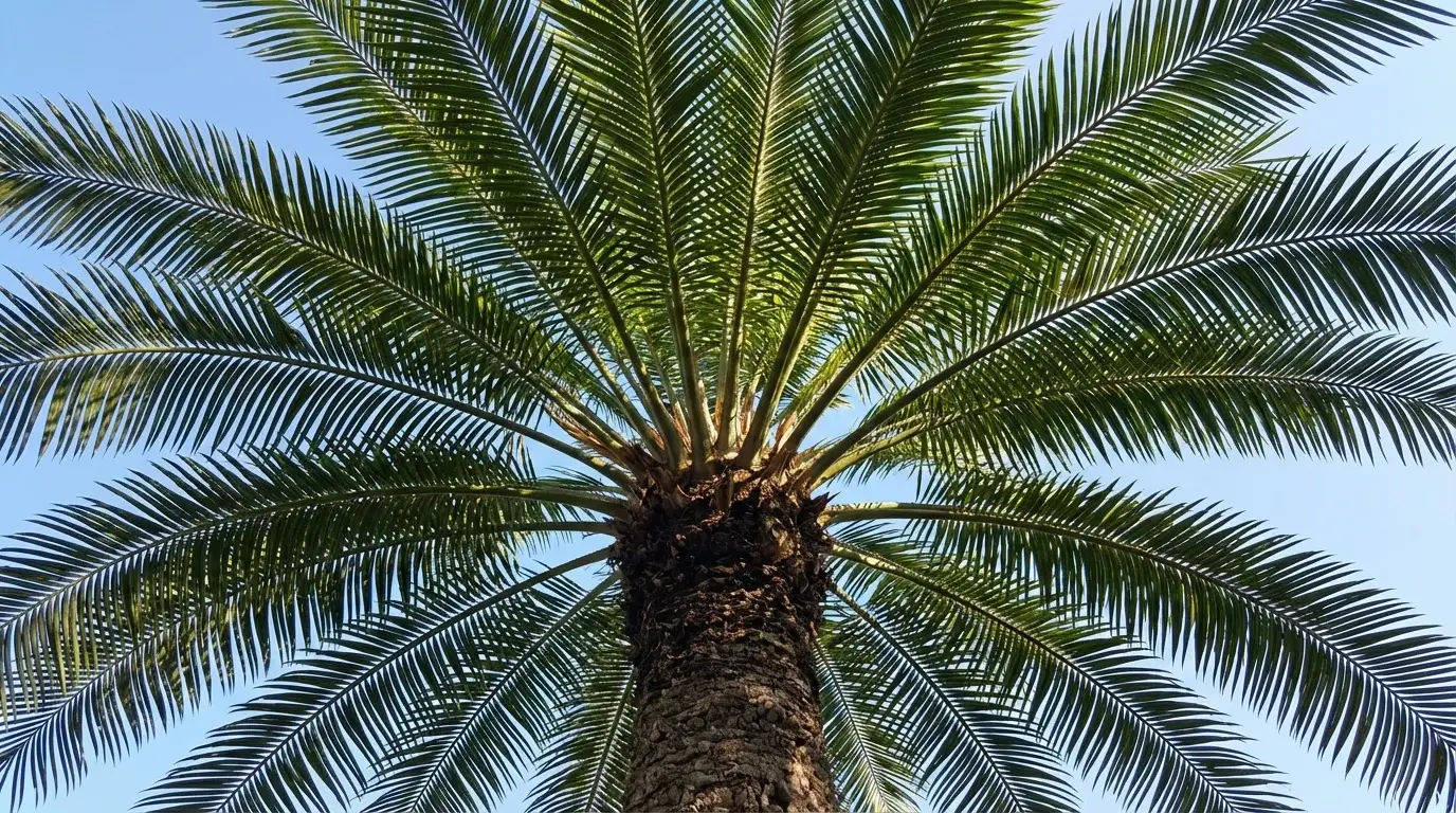Sago Palm growing at Alfaro Trees nursery
