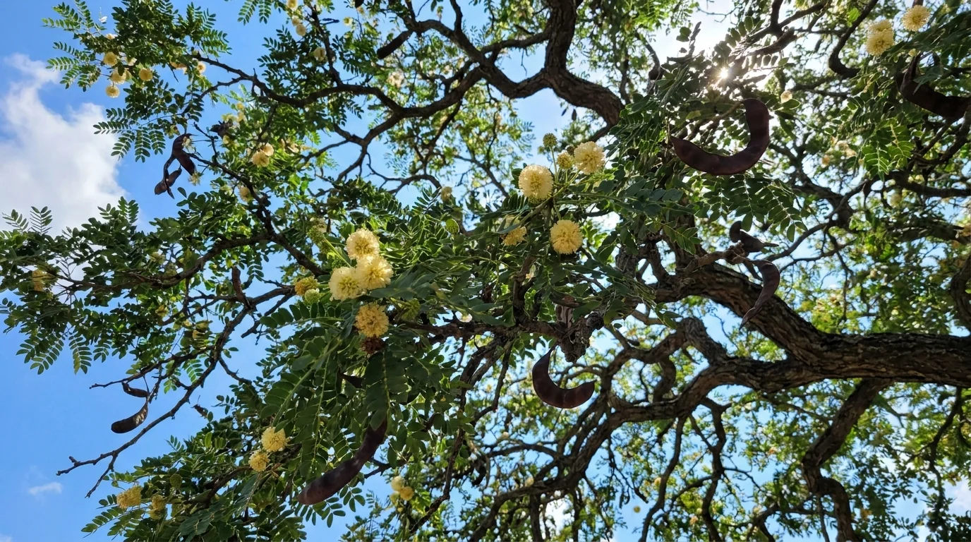 Texas Ebony canopy from below
