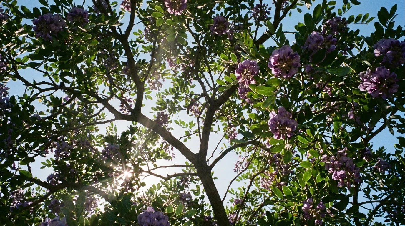 Texas Mountain Laurel canopy from below