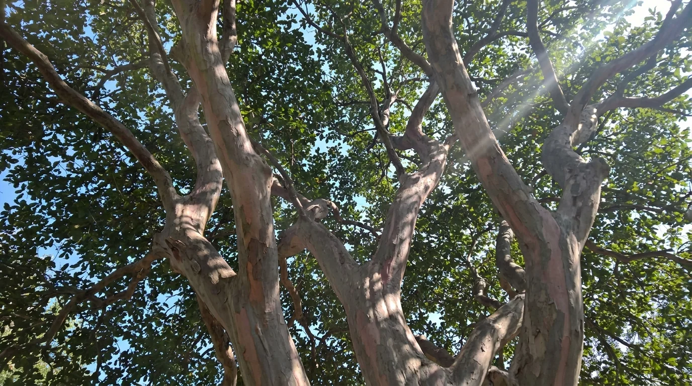 Texas Persimmon canopy from below