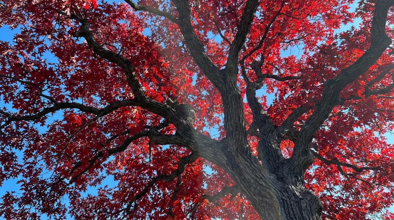 Texas Red Oak canopy from below