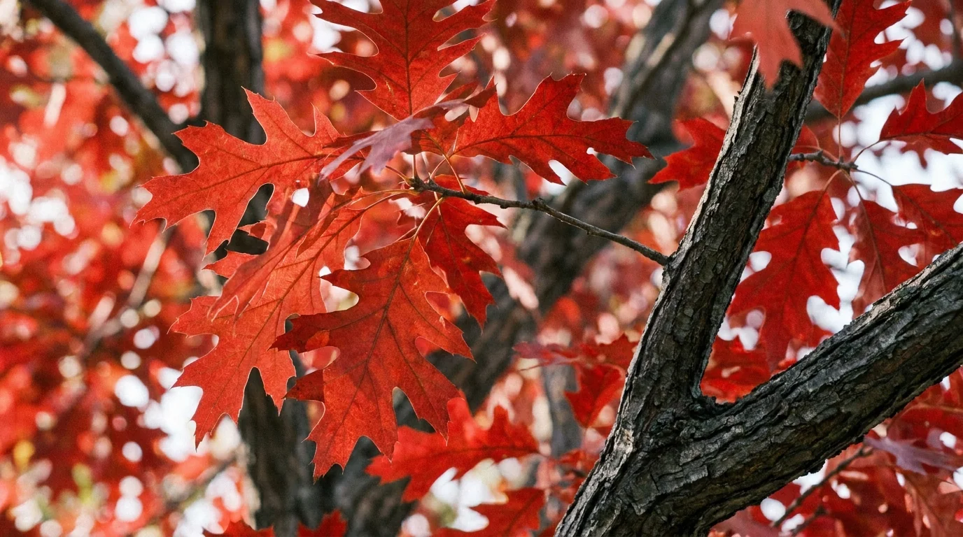Texas Red Oak foliage detail
