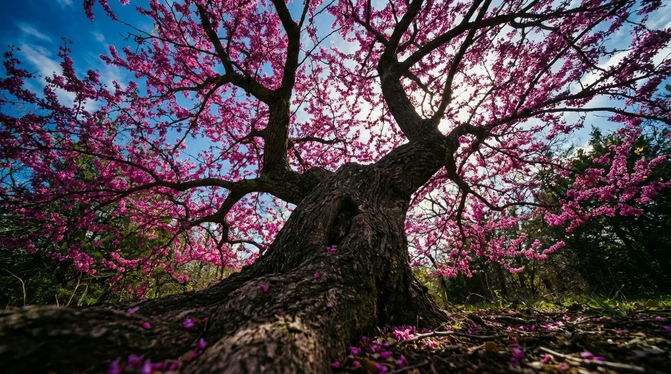 Texas Redbud growing at Alfaro Trees nursery