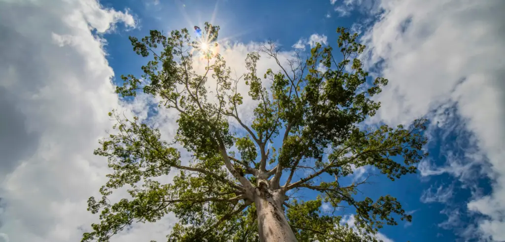 Sunlight filters through tall tree branches against a blue sky.