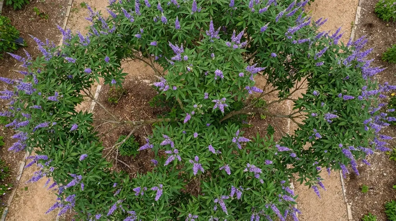 Vitex canopy from below