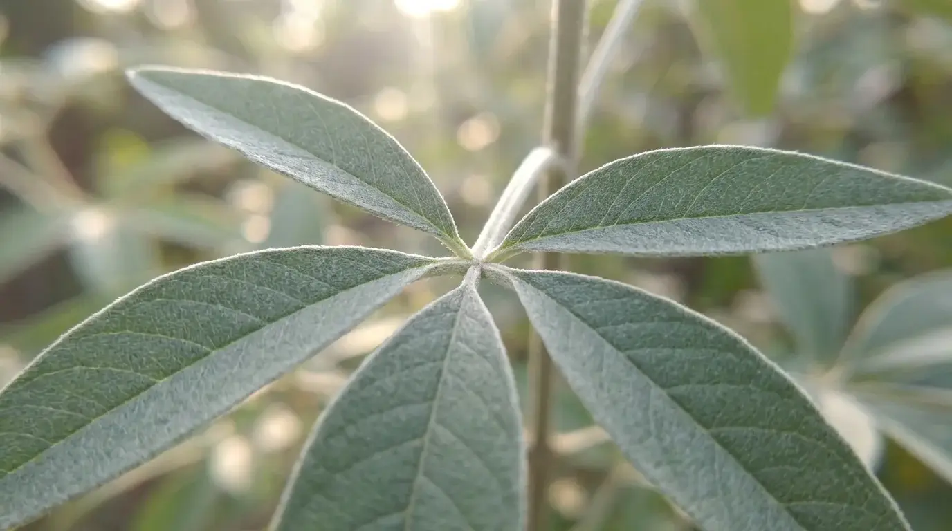 Vitex foliage detail