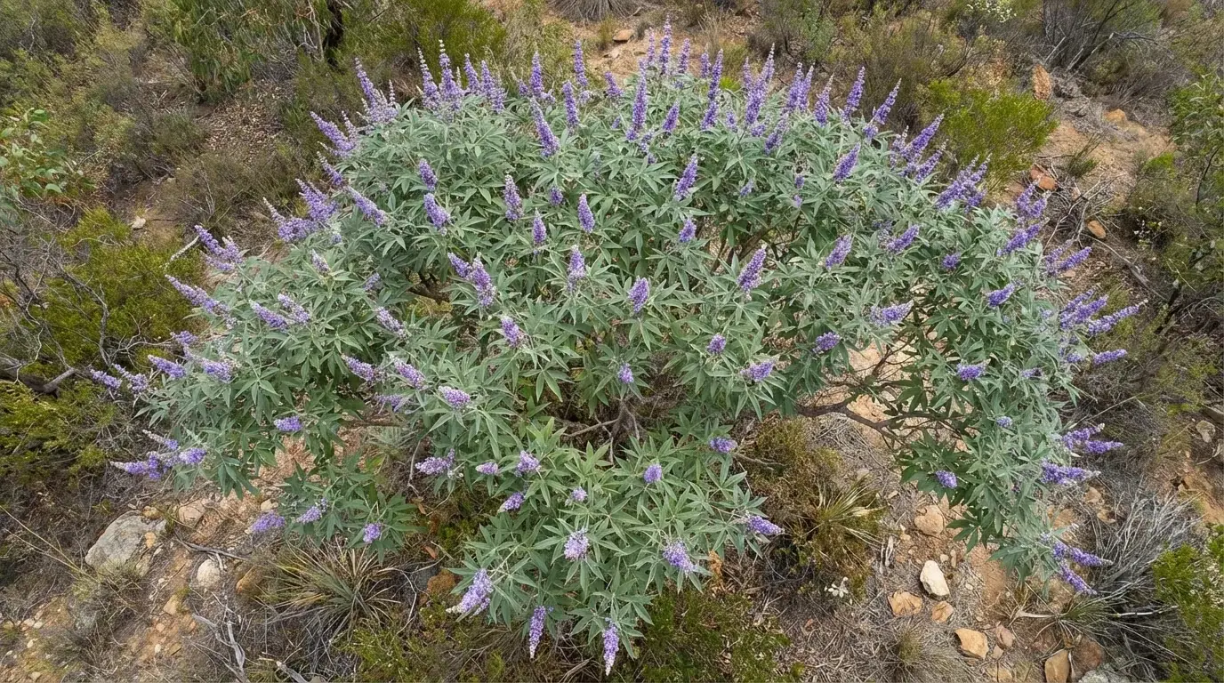Vitex tree in a San Antonio landscape