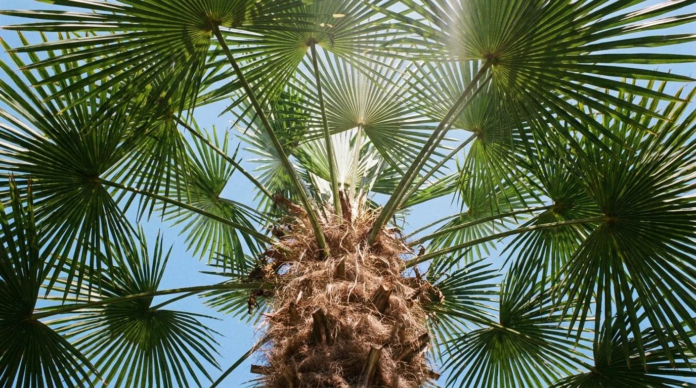 Windmill Palm canopy from below
