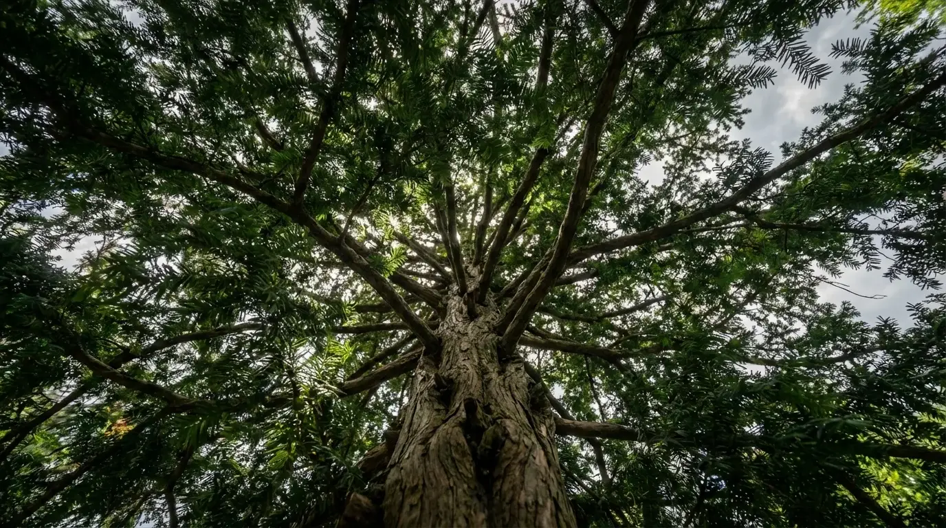 Japanese Yew canopy from below