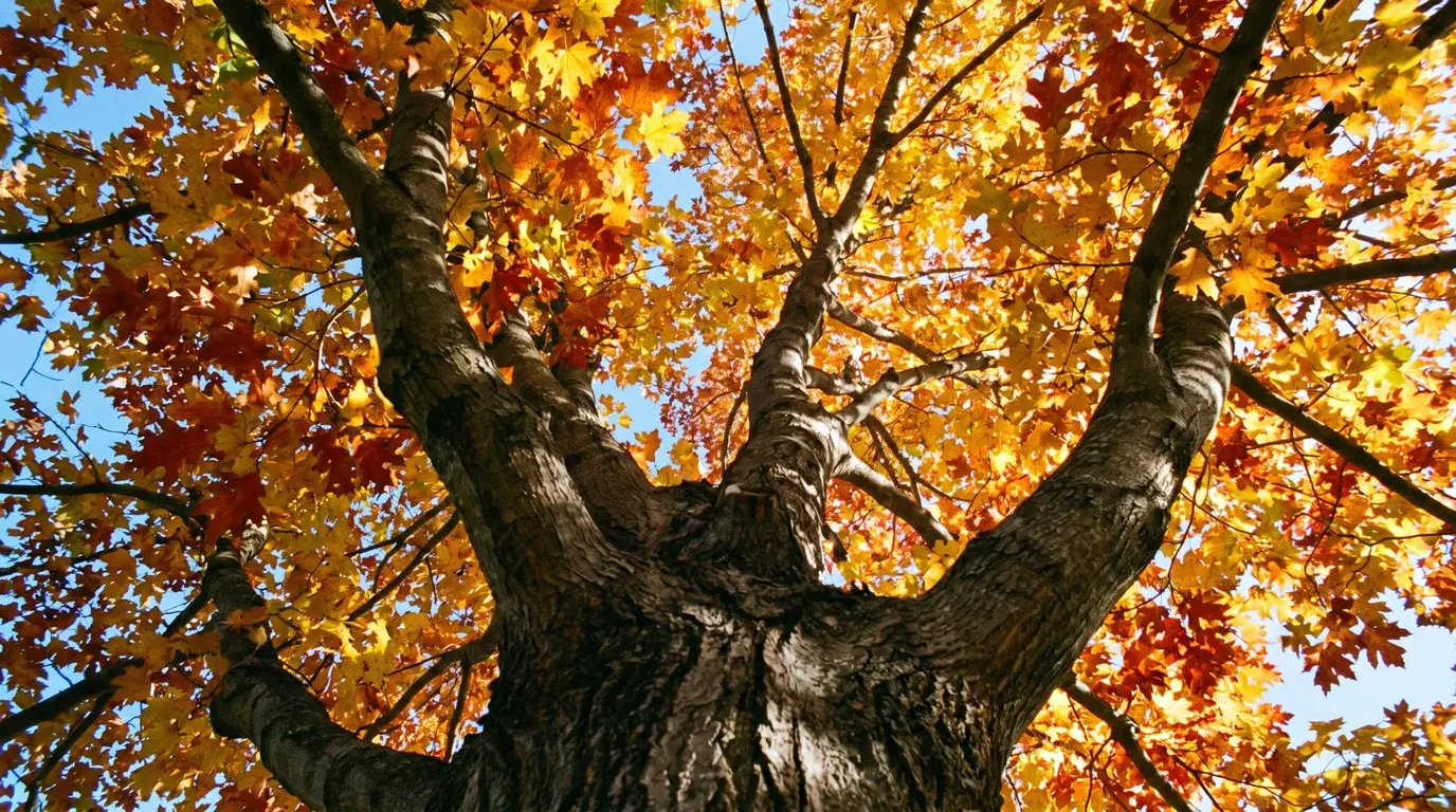 Mexican Mountain Sugar Maple canopy detail viewed from below